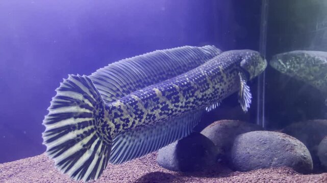 Footage of a channa auranti. This is a very rare fish from inland india.	