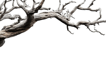 dead tree trunk in transparent background