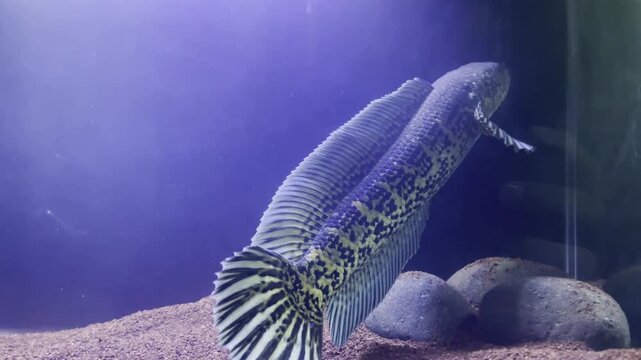 Footage of a channa auranti. This is a very rare fish from inland india.	