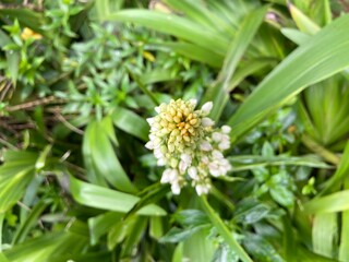 Cola De Gallo in the garden during the rainy season