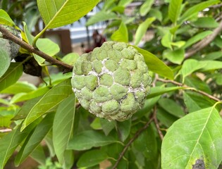 Euphorbia milii or Crown of thorns in the garden