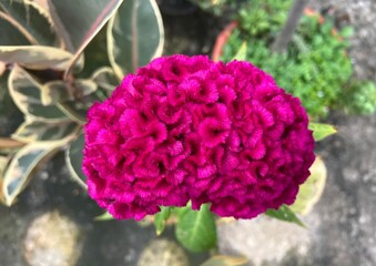 Crested Cock's-comb has beautiful red flowers.