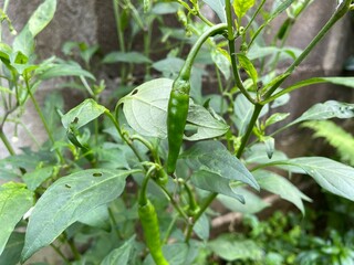 Raw chili peppers in the garden