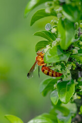 Bee