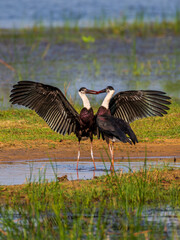 Woolly necked stork