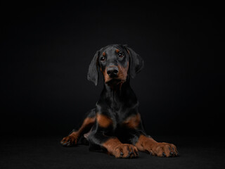 A Doberman puppy dog lies down against a black background, its relaxed posture and soft gaze...