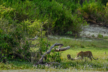 Leopard in the grass