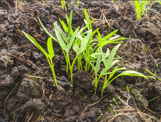 Water spinach that starts to grow after being planted