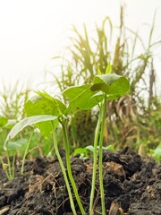 Plants of bean vegetables starting to grow