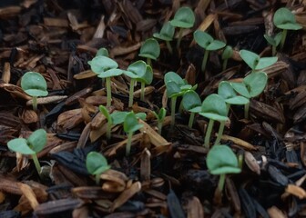 Baby basil plant growing on black pot from garden with green leaves that can be used for backgrounds, wallpaper, presentation, etc. | natural photos