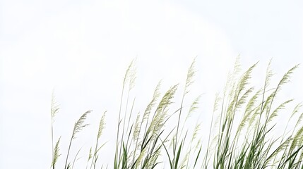 Fototapeta premium green grass isolated on white