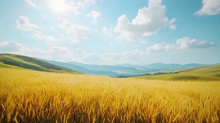 Obraz premium field of wheat and sky