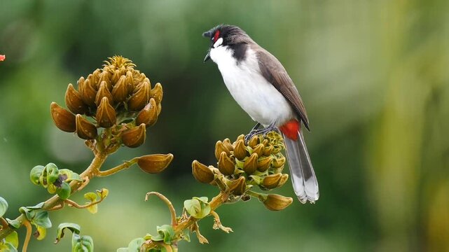 Close-up of a red Whiskered Bulbul bird perching on an African Tulip tree 