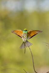 Green bee eater 