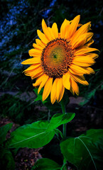 Vibrant Sunflower in Twilight