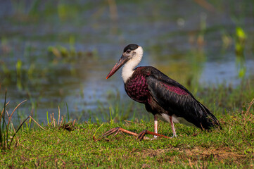 white stork in the grass