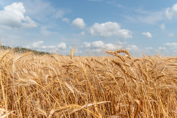 Detail View of Spring Wheat in Rural Agriculture Farm Land Field Landscape