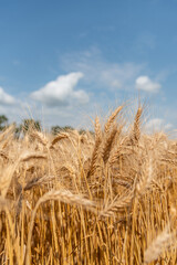 Detail View of Spring Wheat in Rural Agriculture Farm Land Field Landscape