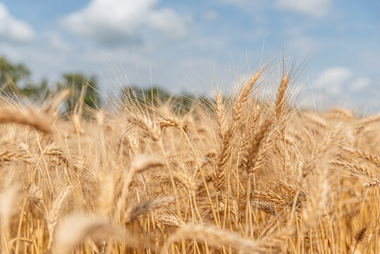 Detail View of Spring Wheat in Rural Agriculture Farm Land Field Landscape