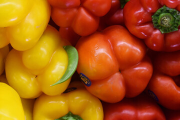 Bell Peppers in all shades