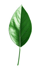 Obraz premium Green tropical leaves as element on transparent background