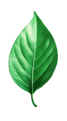 Obraz premium Green tropical leaves as element on transparent background