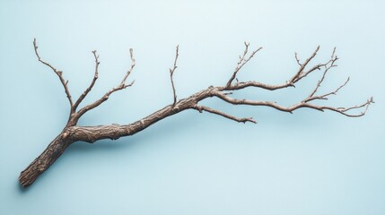 Fototapeta premium Dry Branch on a Pale Blue Background