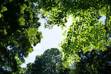 a view of a forestwoods jungle backyard green rustic