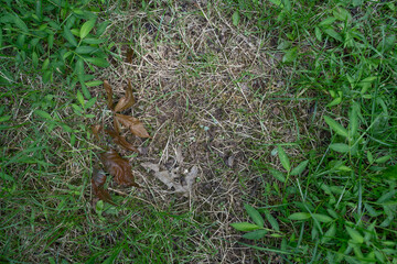 a cat is laying inwoods jungle backyard green rustic