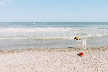 Obraz premium A smooth-haired fur terrier stands on the seashore and waits for his owner, who is swimming