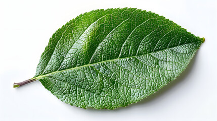 Obraz premium Walnut leaf with a compound structure