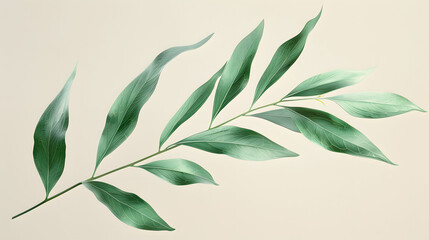 Obraz premium Willow leaf with a slender shape
