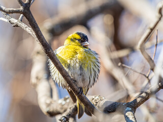 Eurasian siskin male, latin name spinus spinus, sitting on branch of tree. Cute little yellow songbird.