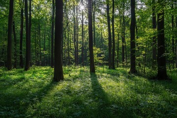 Obraz premium A tranquil forest scene with sunlight filtering through lush green trees, creating a serene and peaceful atmosphere.