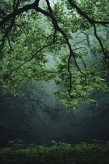 Fototapeta premium In a mystical glade shrouded in soft mist, shadows and light weave together, crafting a mesmerizing tapestry of nature's beauty and tranquil harmony.