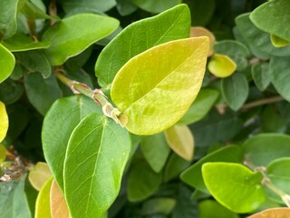flowers,red,yellow,plants,moth