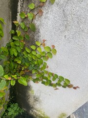 flowers,red,yellow,plants,moth