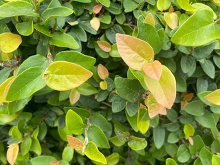 flowers,red,yellow,plants,moth