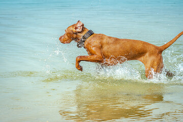 Ein Vizsla rennt mit viel Freude durch das Wasser eines Sees.