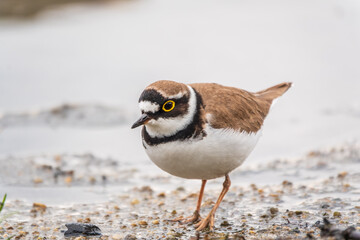 Little ringed plover (Charadrius dubius), bird standing on the lake shore