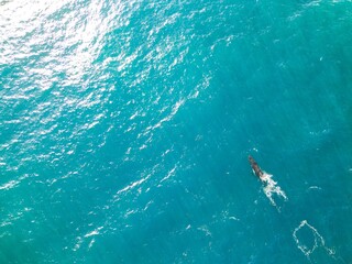 Obraz premium A lone whale