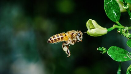 Honey bee carrying pollen flying towards flower.