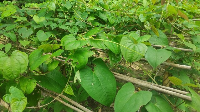  "Marvel at the beauty of Dioscorea bulbifera, its lush foliage and unique bulbils adding charm to any garden. Nature's beauty in every vine."