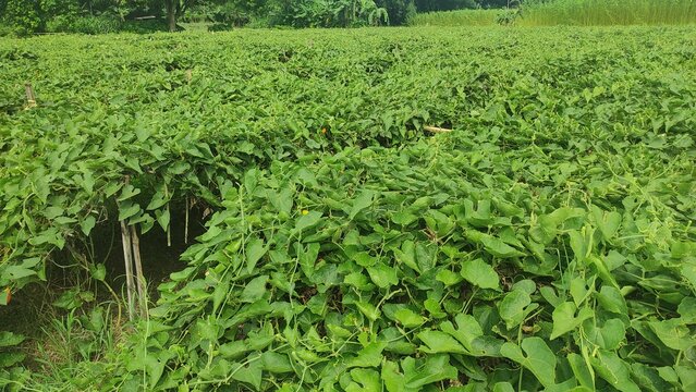 "Nature's Bounty: Pointed Gourd Plant in Full Bloom"