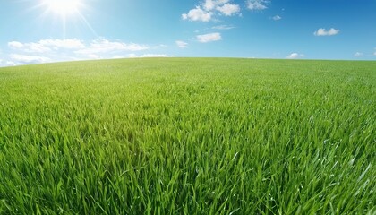 Fototapeta premium Green grass field and blue sky 16