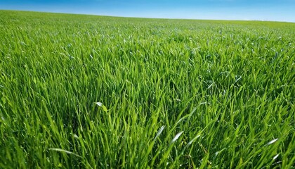 Fototapeta premium Green grass field under blue sky and white clouds during daytime 9