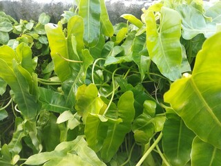 Dense green Philodendron Burle Marx foliage with glossy arrow-shaped leaves © Gepeemwe