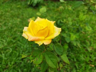 yellow flower in the grass