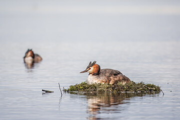 Great Crested Grebe, Podiceps cristatus, water bird sitting on the nest, nesting time on the green lake