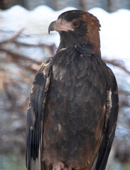 The black breasted buzzard is quite large with broad, rounded wings, and a short neck and tail.